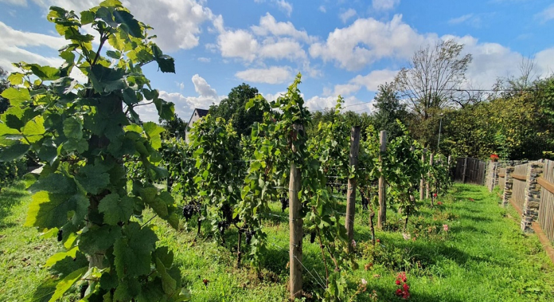 vinařství Geltschberg Liběšice